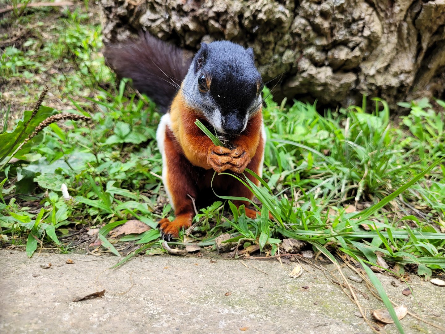 Prevost's squirrel -Parc Animalier des Pyrénées (2023)