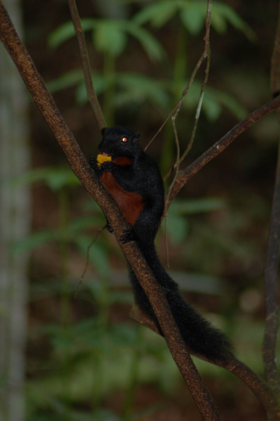 Prevost's squirrel (ssp pluto)