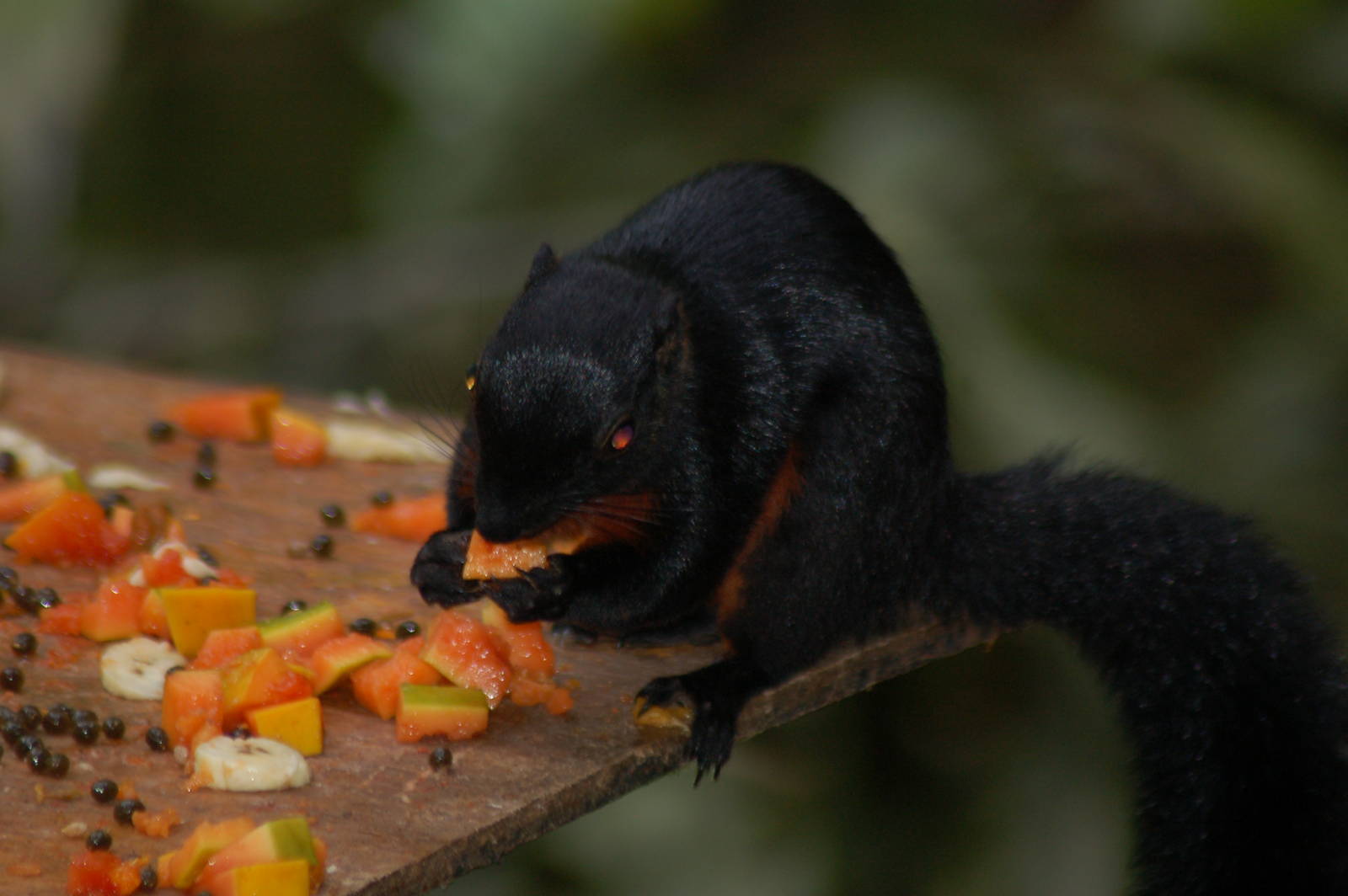 Prevost's squirrel (ssp pluto)