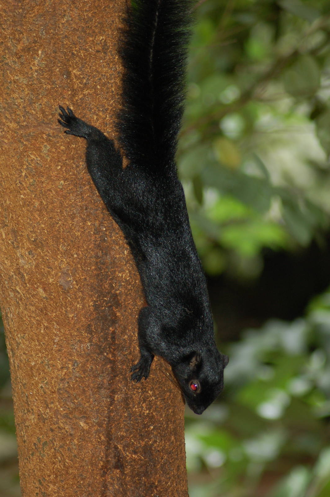 Prevost's squirrel (ssp pluto)
