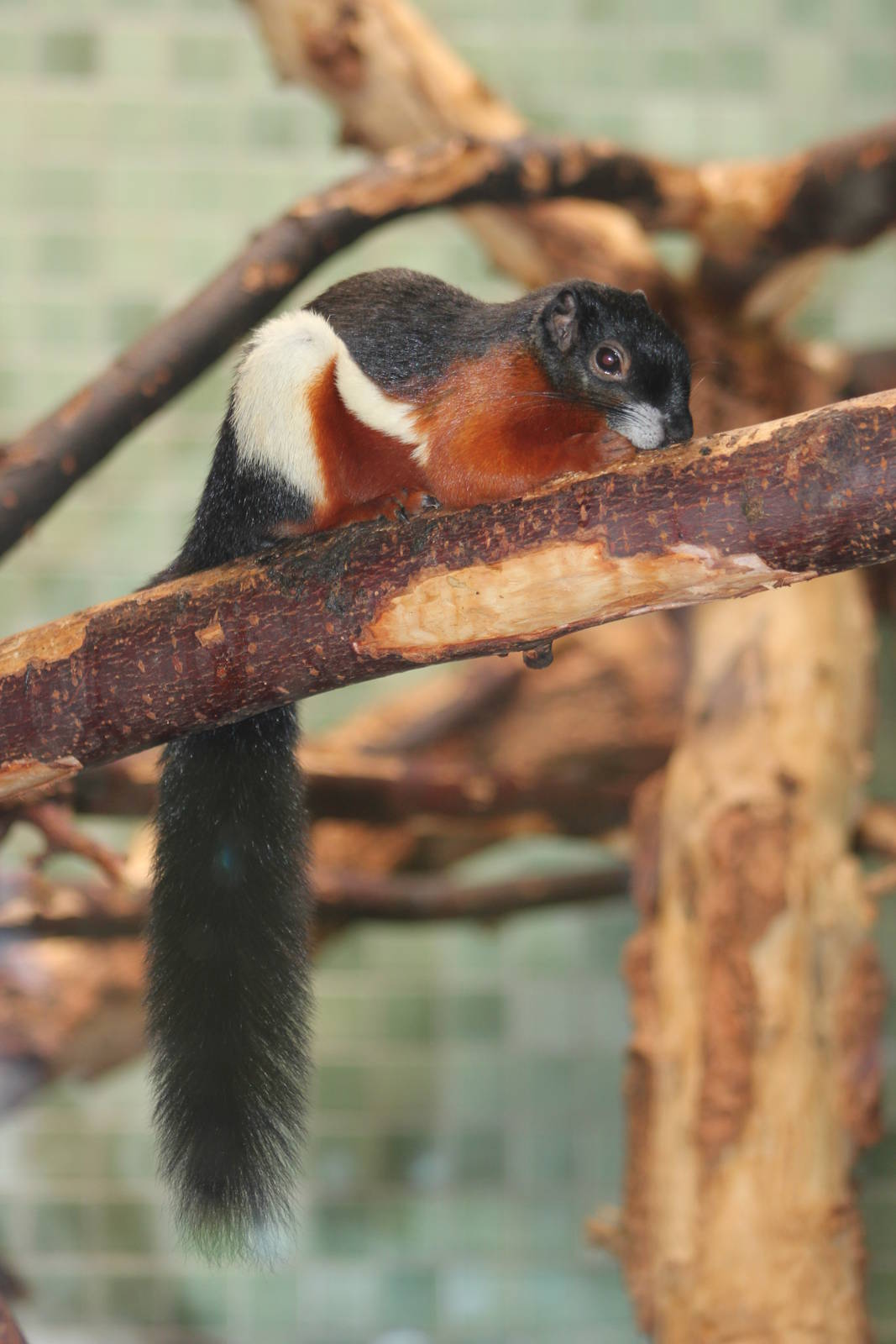 Prevost's squirrel [ssp?]