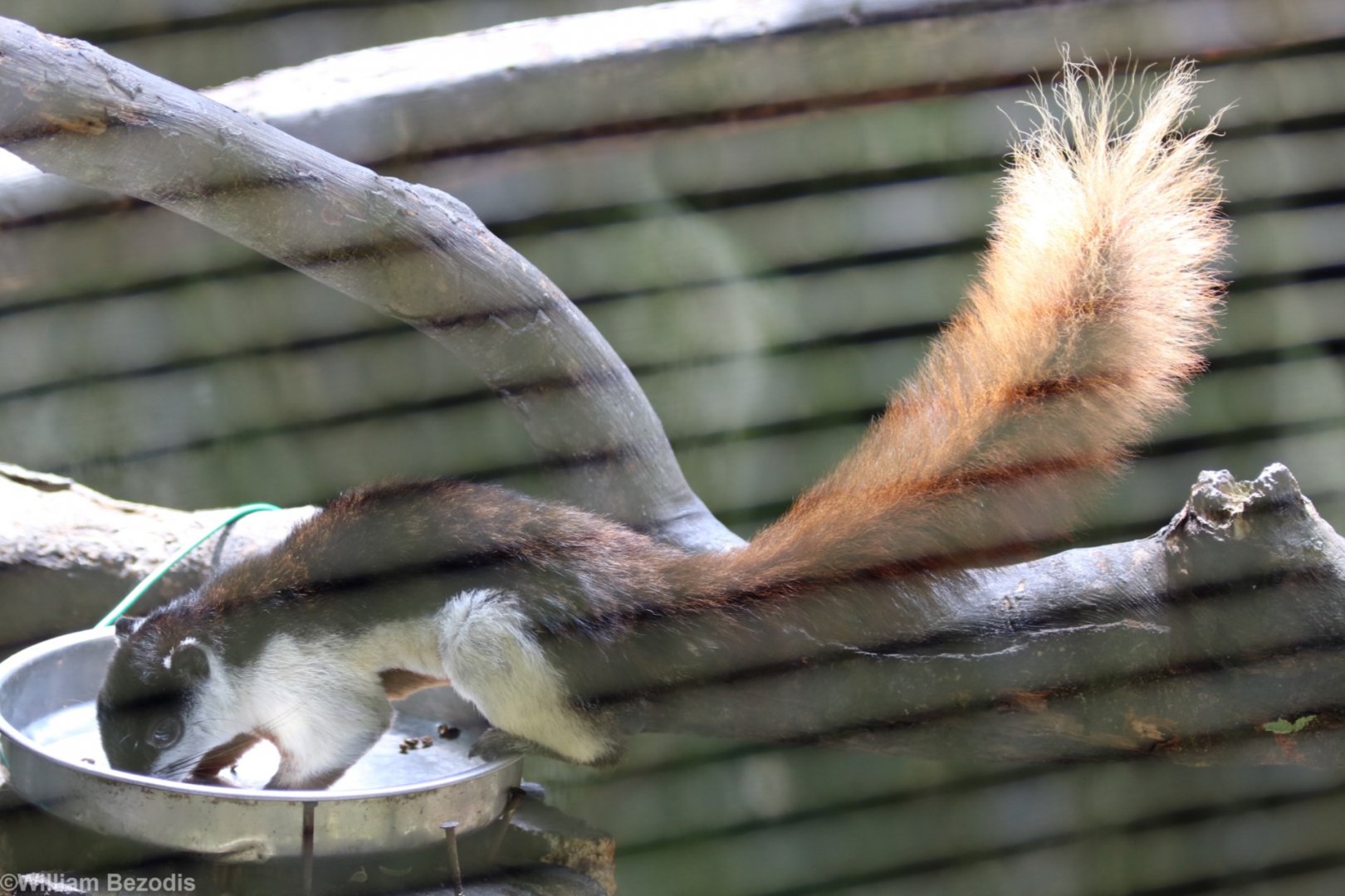 Prevost's Squirrel Subspecies with Large Amount of White