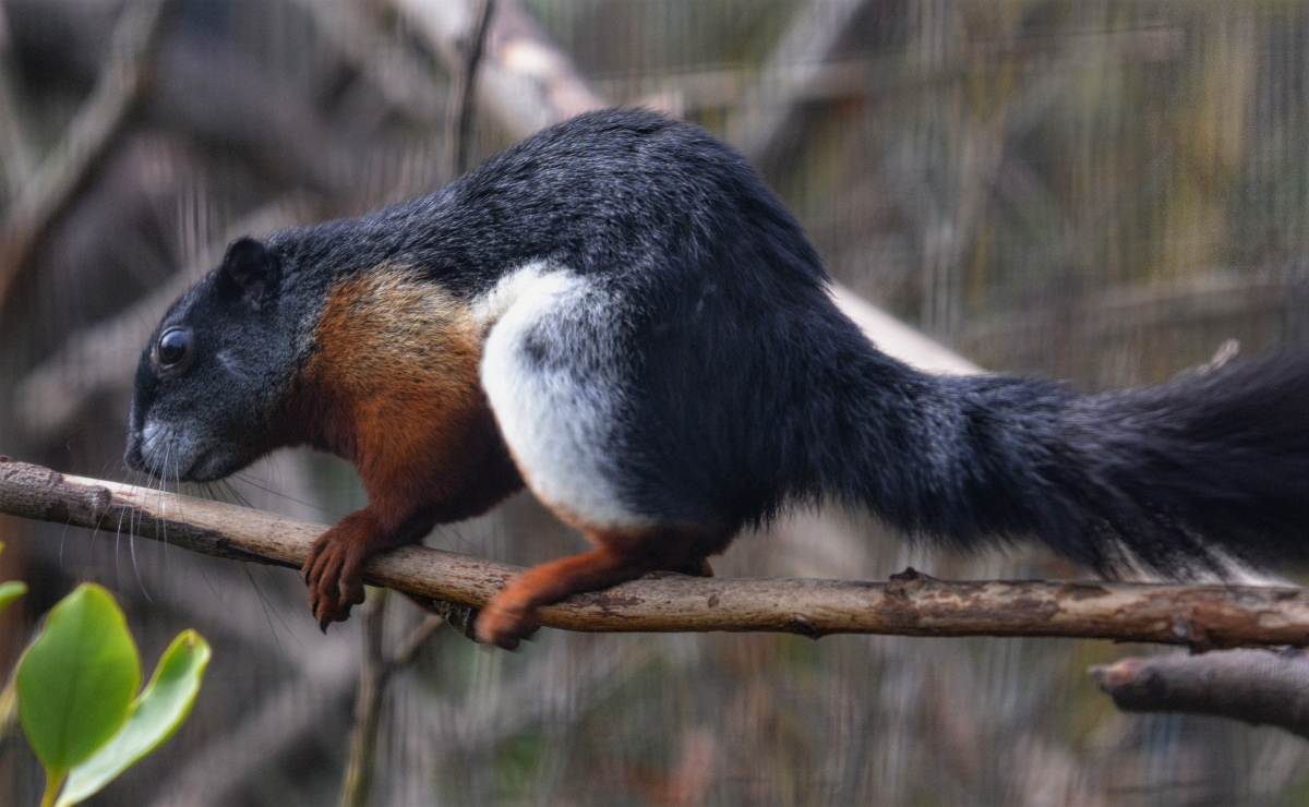 Prevost's squirrel
