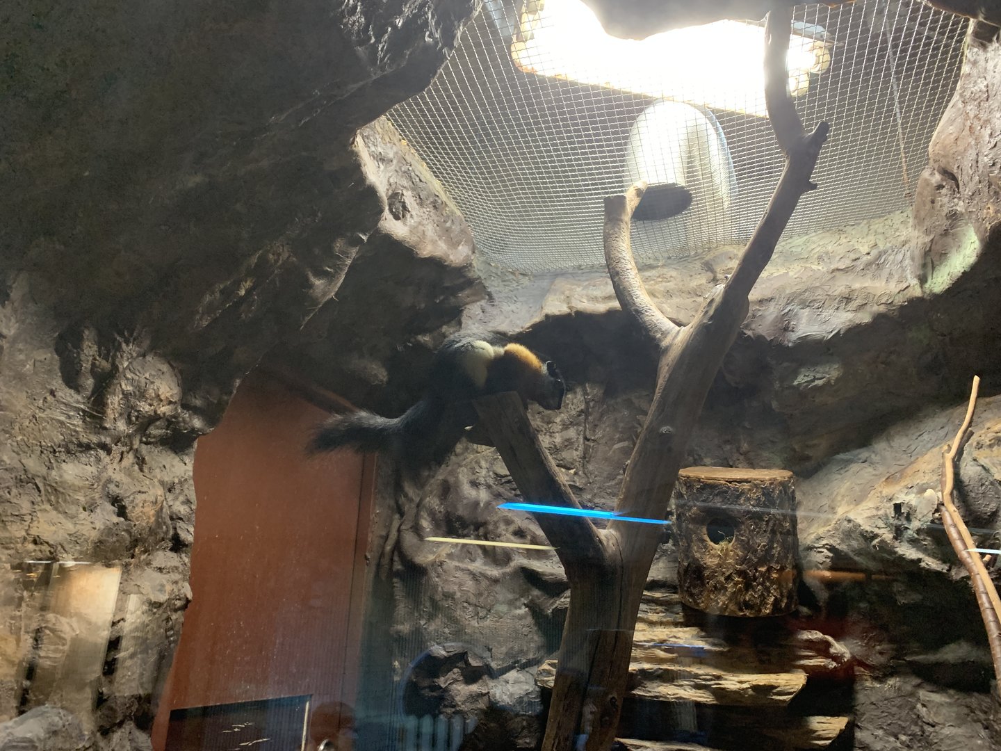 Prevost’s Squirrel