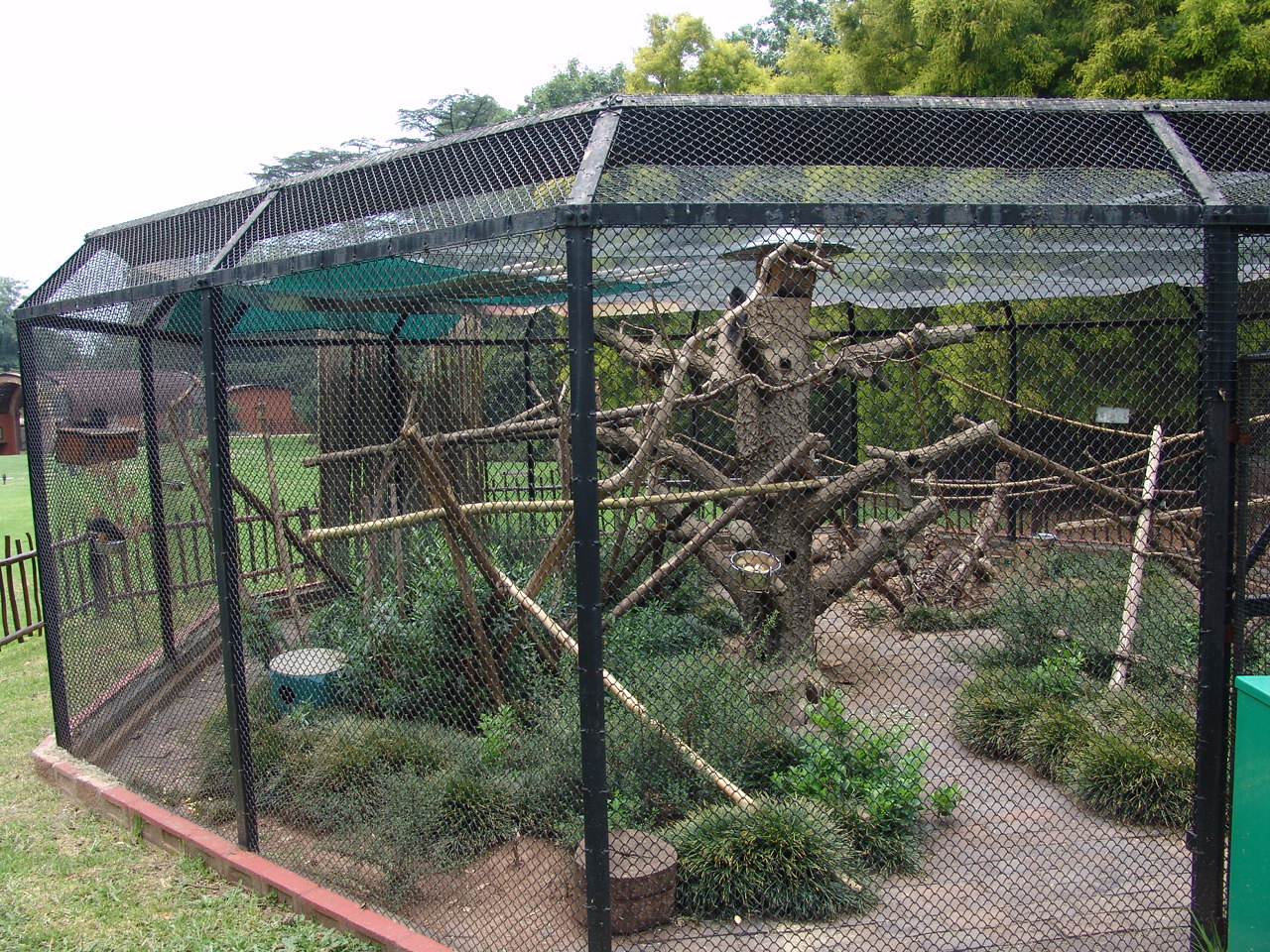 Prevost's squirrels' (Callosciurus prevostii) enclosure