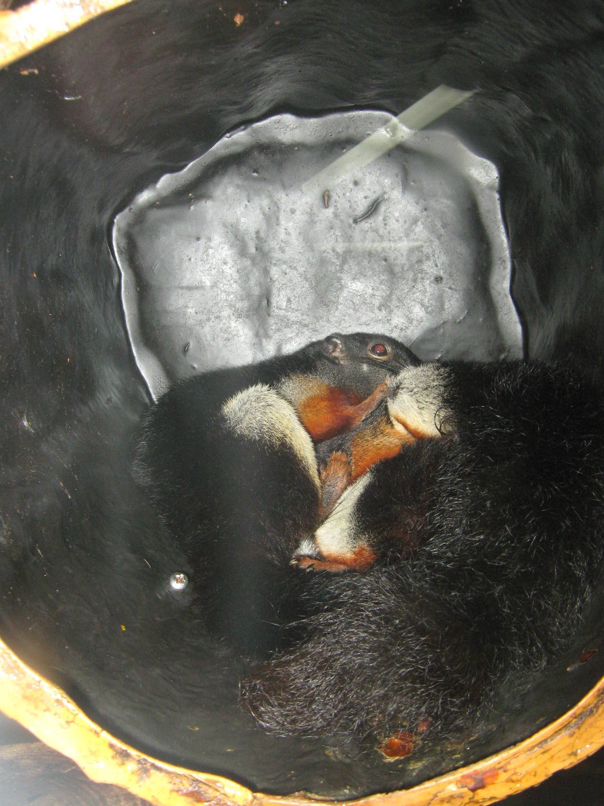 Prevosts squirrels (Callosciurus prevostii)