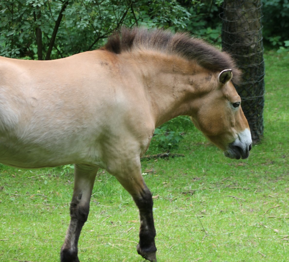 Prewalski horse