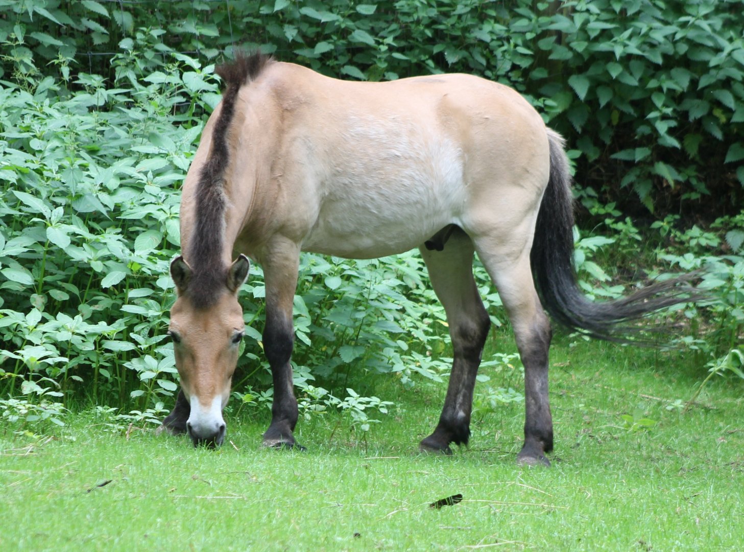 Prezewalski horse