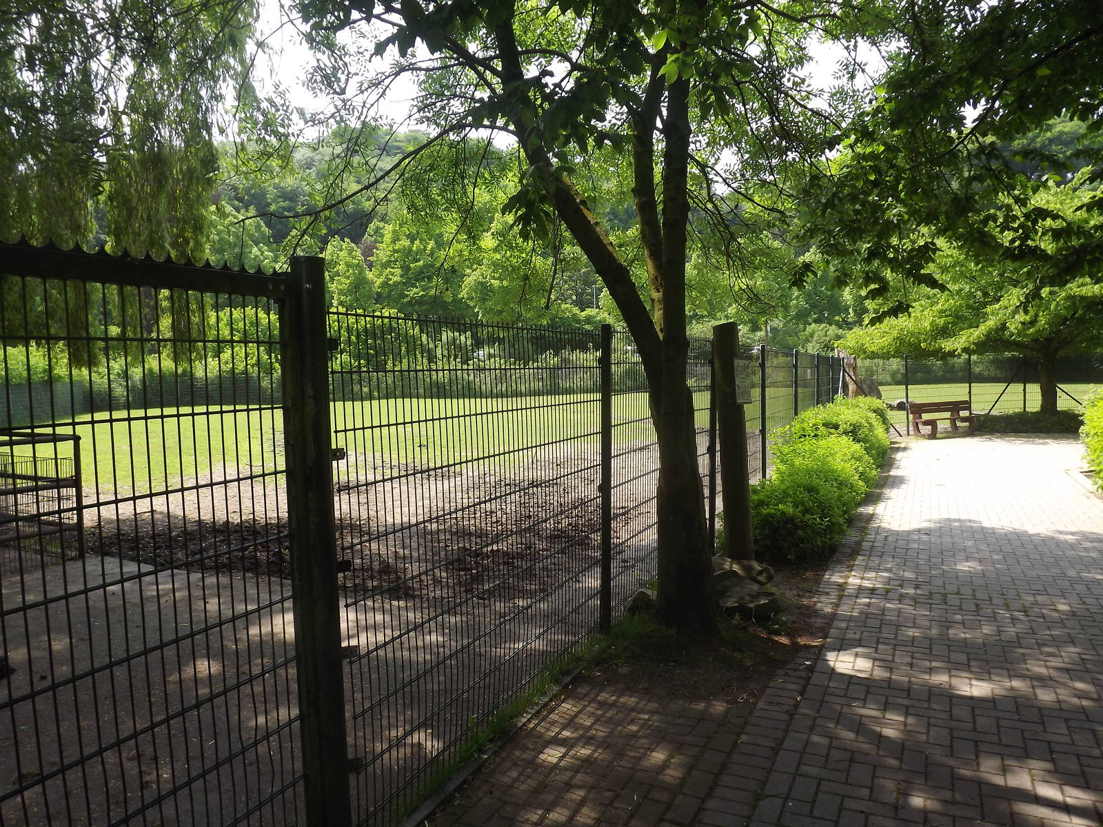 prezwalski horse paddock