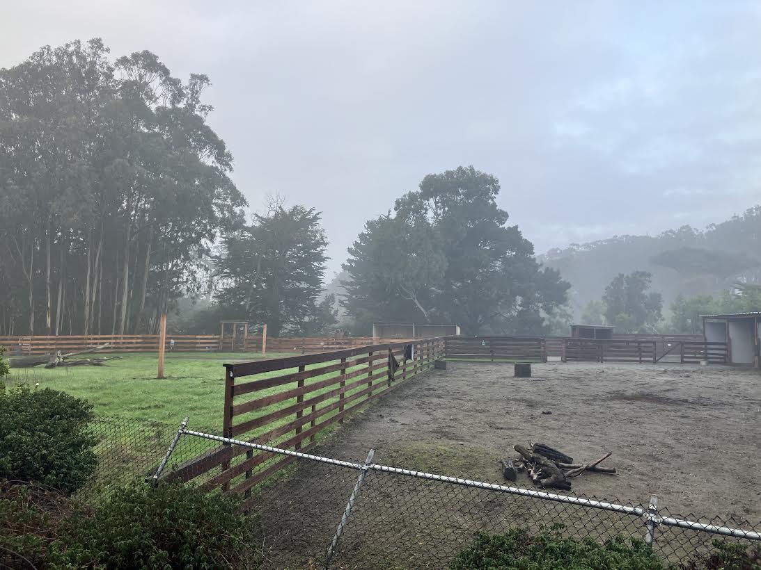 Prezwalski Horse yard