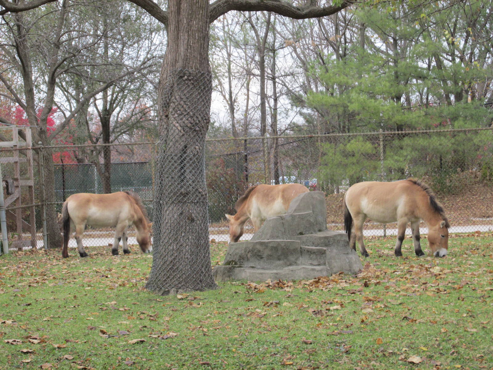Prezwalski horses Brookfield zoo - November 2014