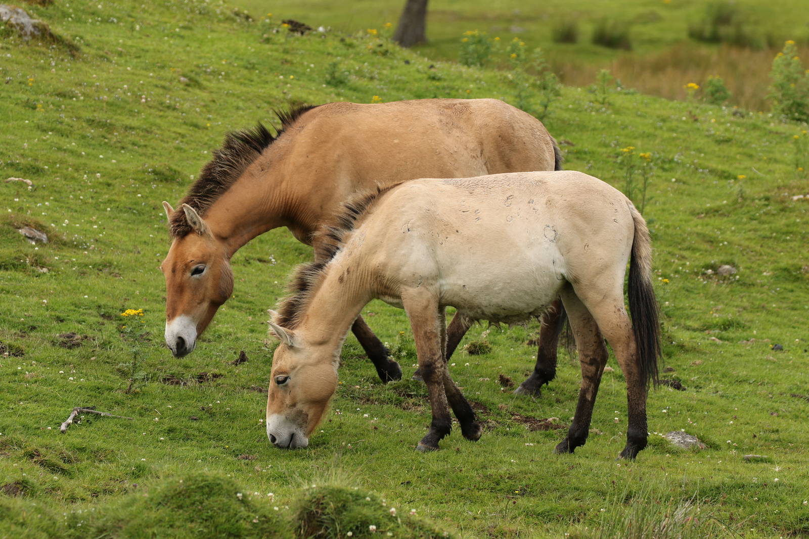 Prezwalski Pair Expelled?