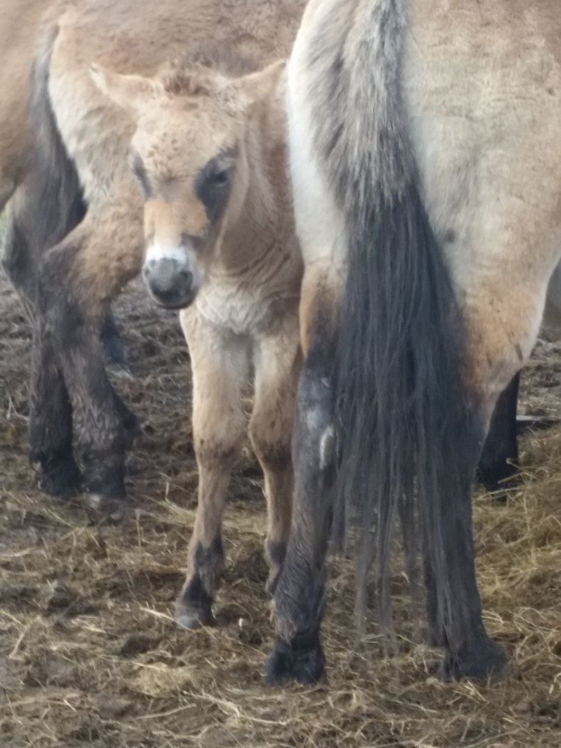 Prezwalski's Foal