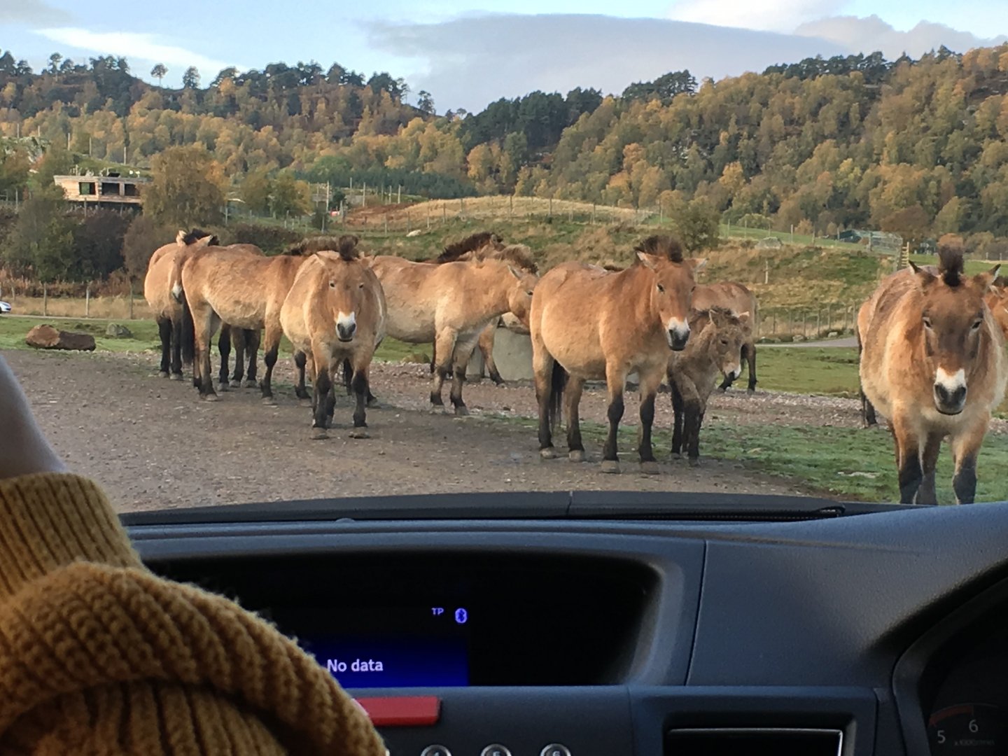 Prezwalski’s horse (2019)