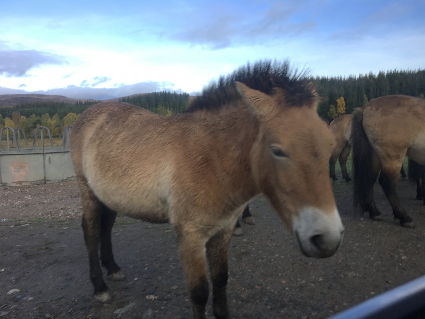 Prezwalski’s horse (2019)