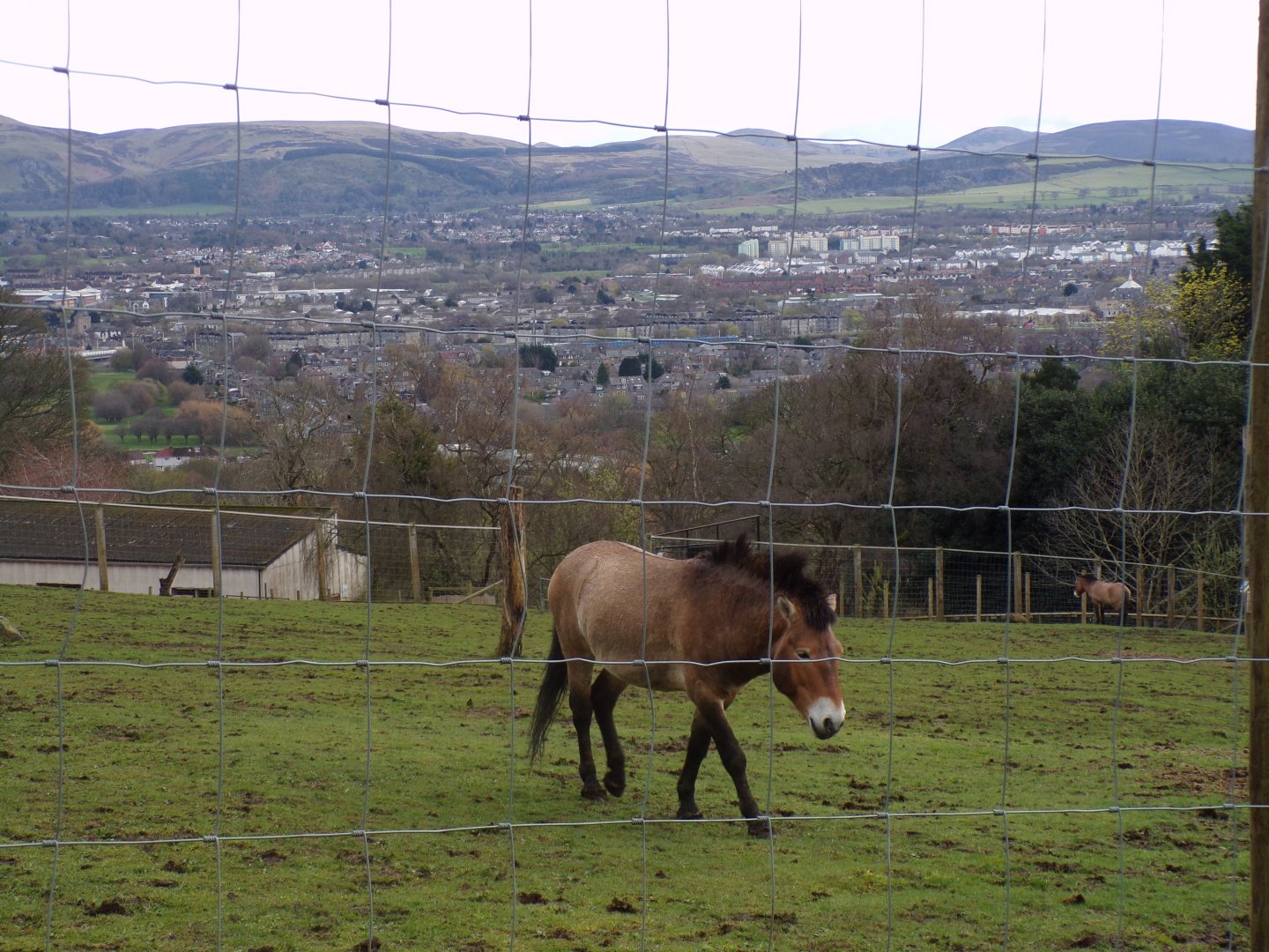 Prezwalski’s horse and a view 9.4.24