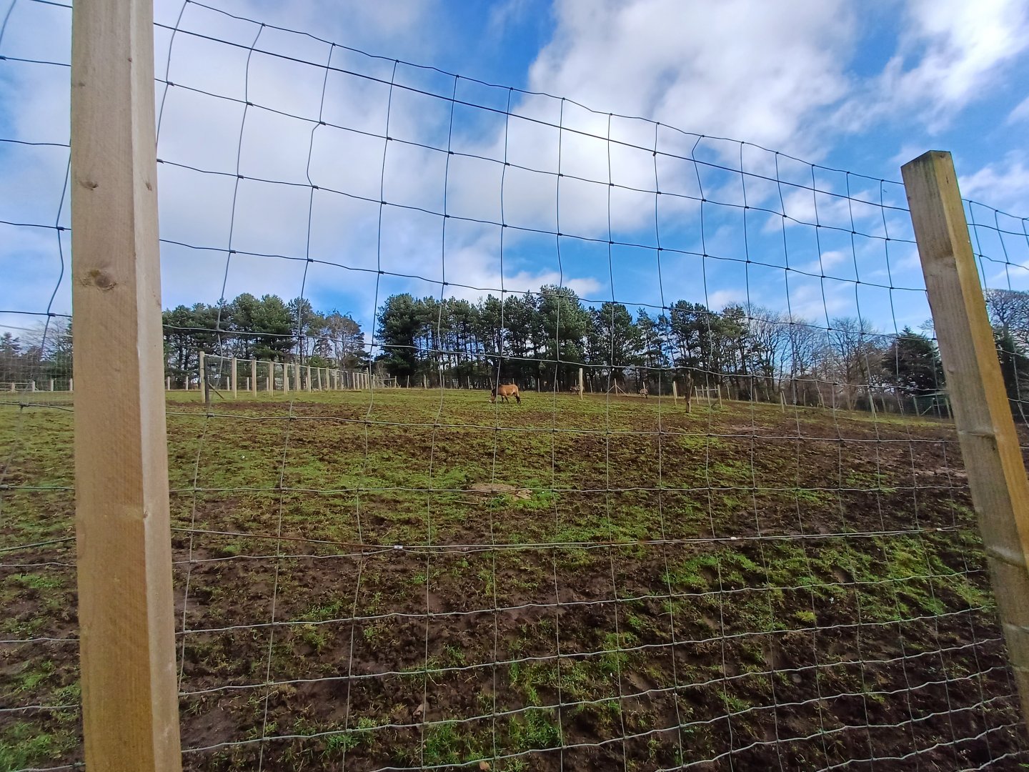 Prezwalski's Horse- enclosure