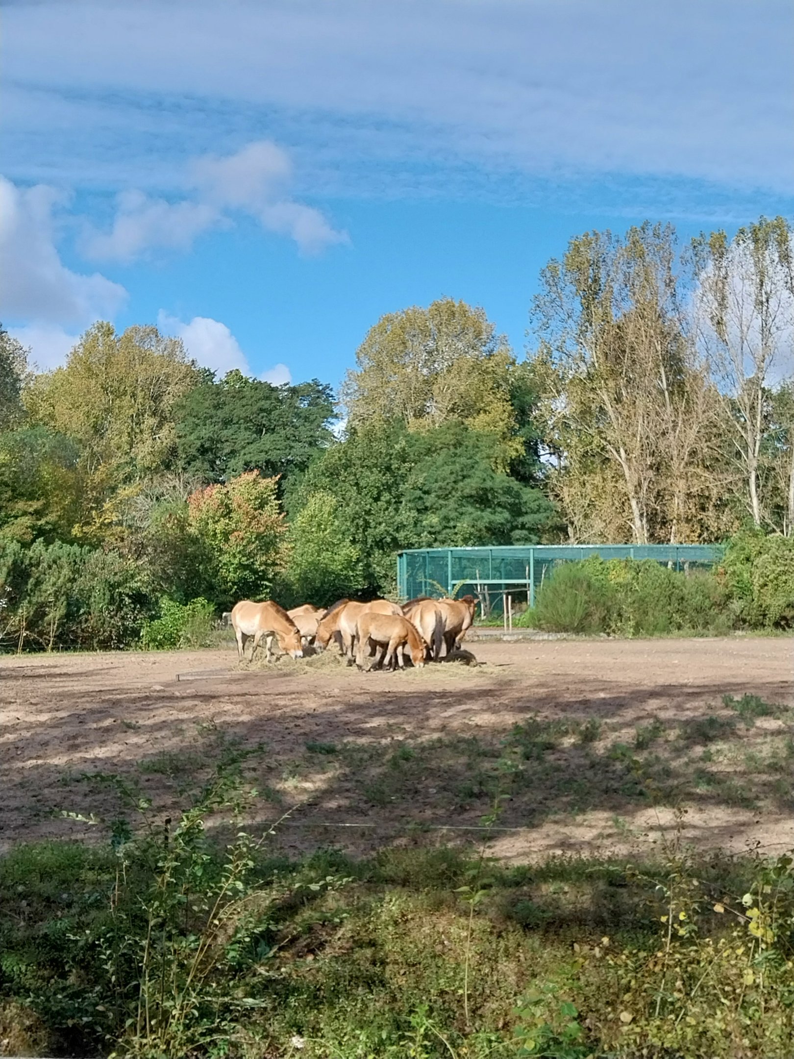 Prezwalski's Horse (Equus ferus przewalskii)