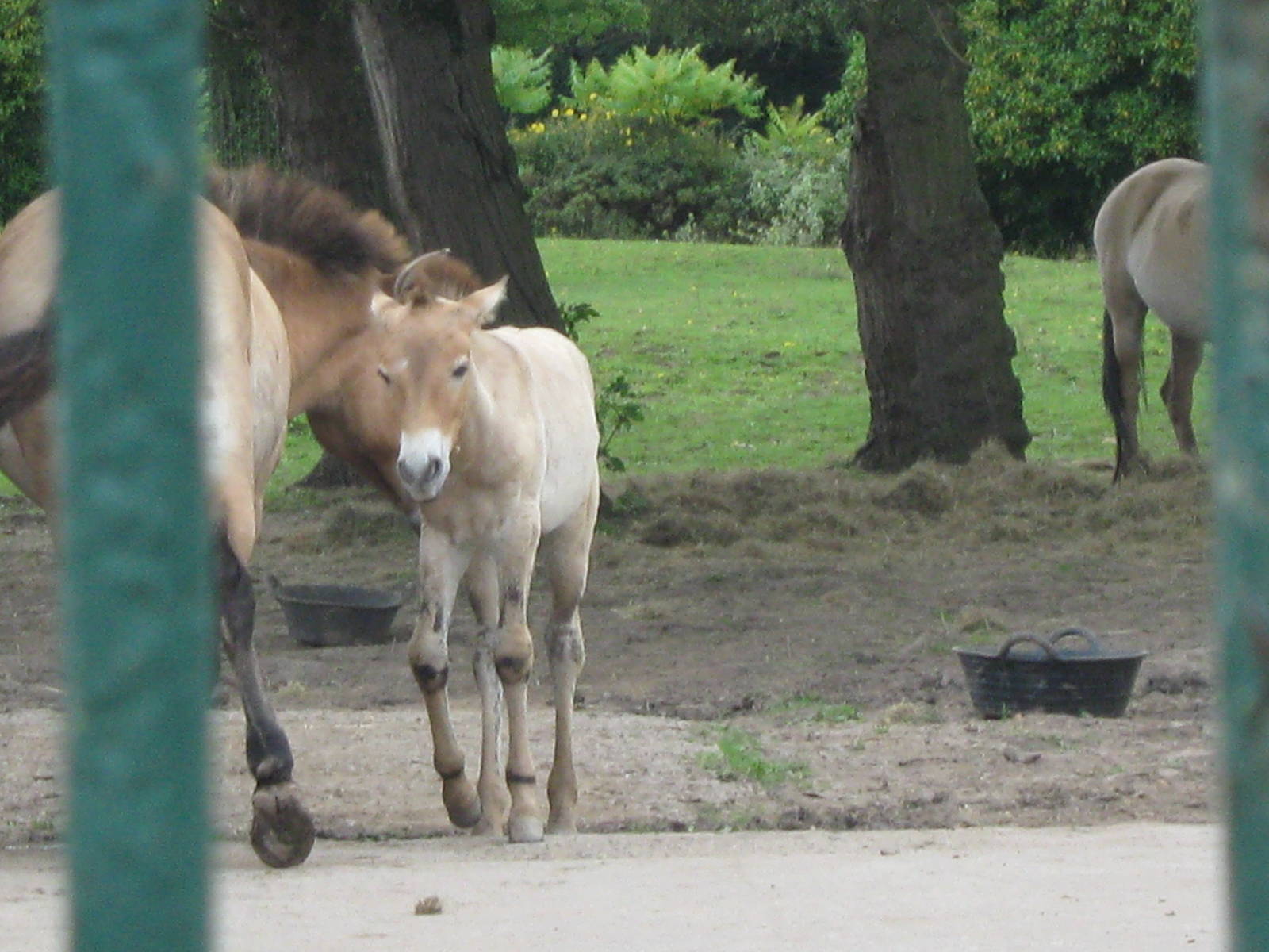 Prezwalski's Horse Foal - August 2009