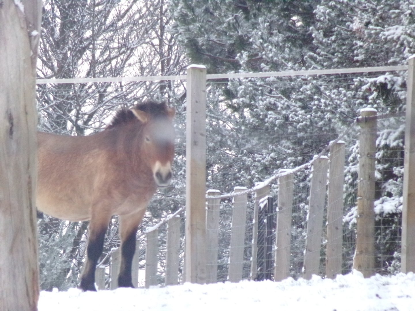 Prezwalski’s horse in the snow
