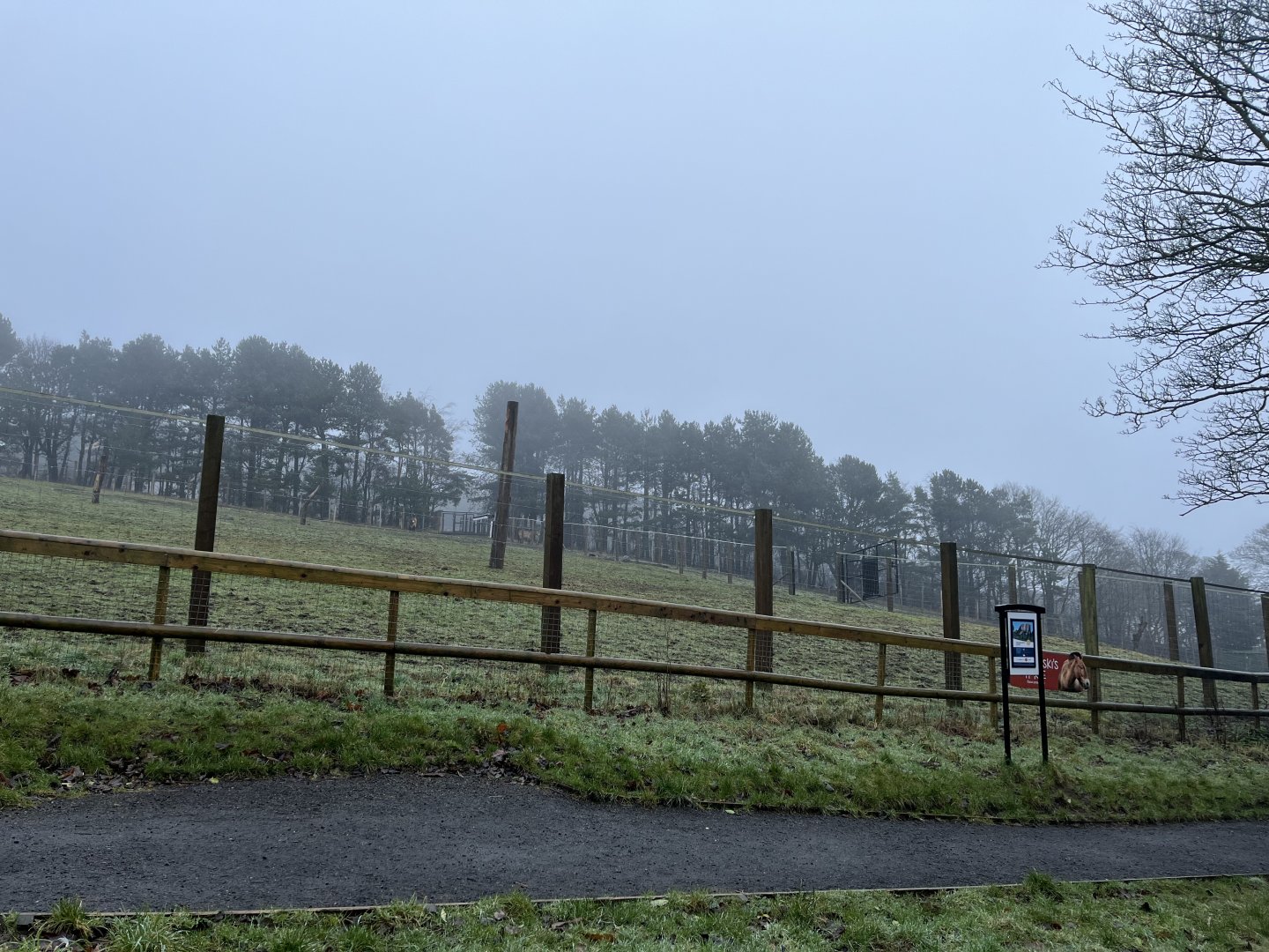 Prezwalski’s horse paddock 10.2.24