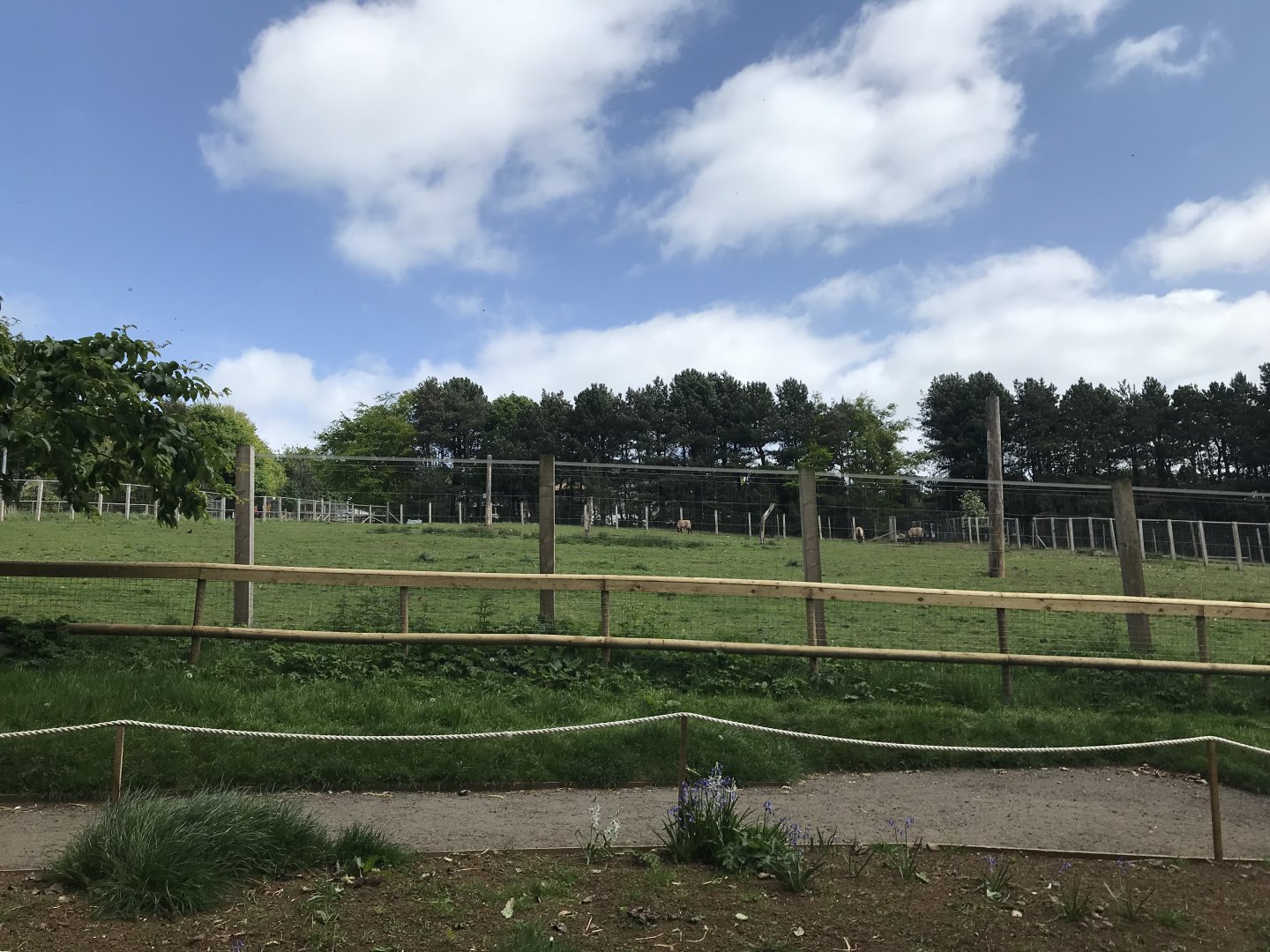 Prezwalski’s horse paddock (2)