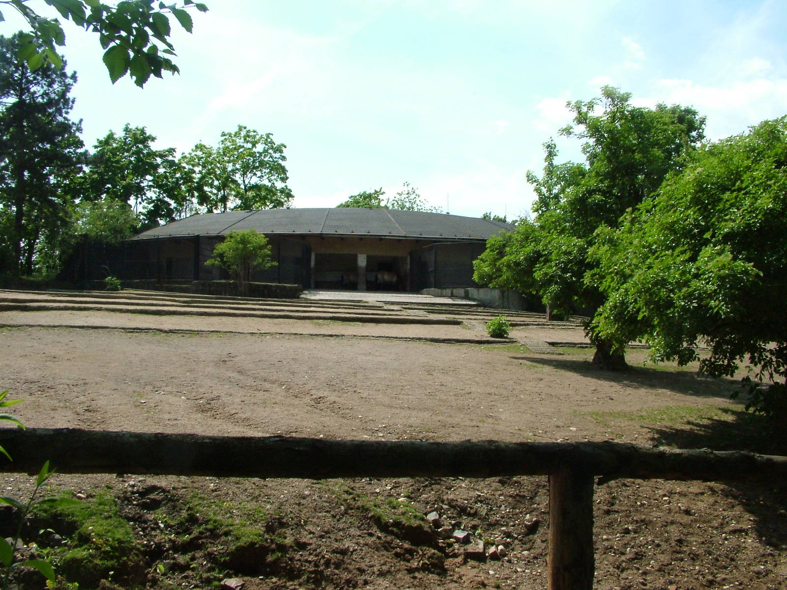 Prezwalski's Horse paddock at Prague, 24/05/10