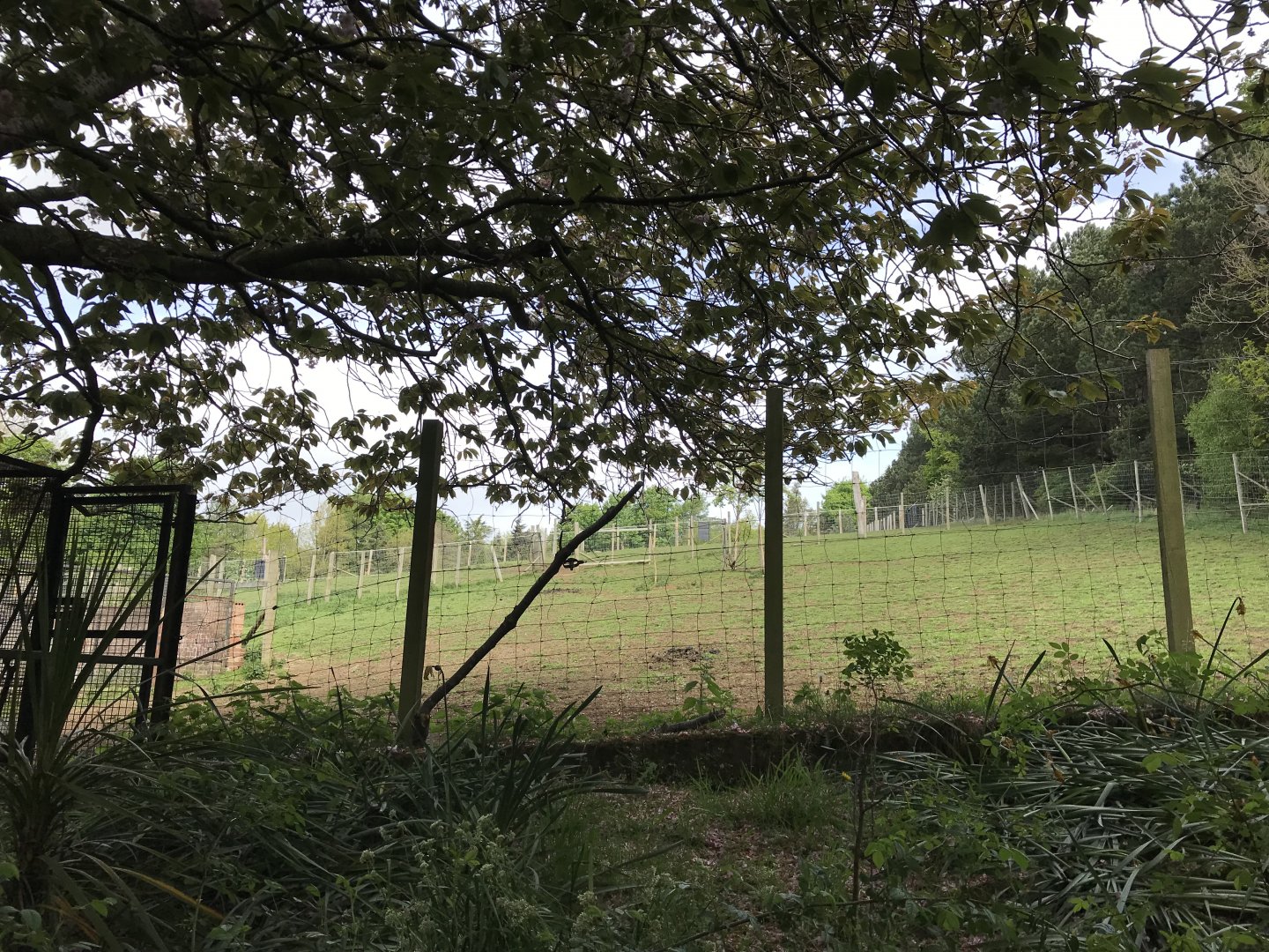 Prezwalski’s horse paddock