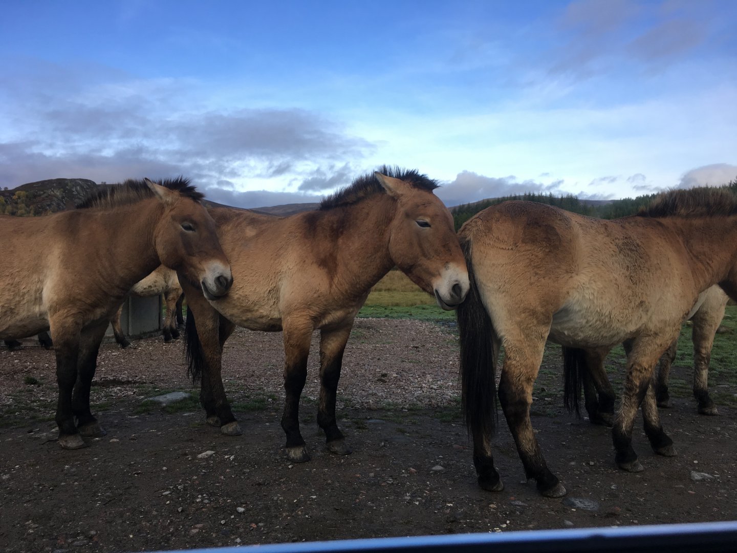 Prezwalski’s horses (2019)