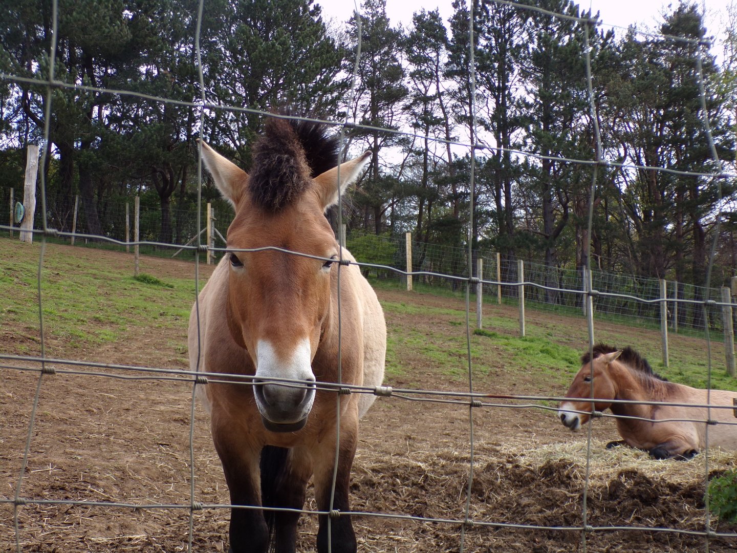 Prezwalski’s horses  22.4.23