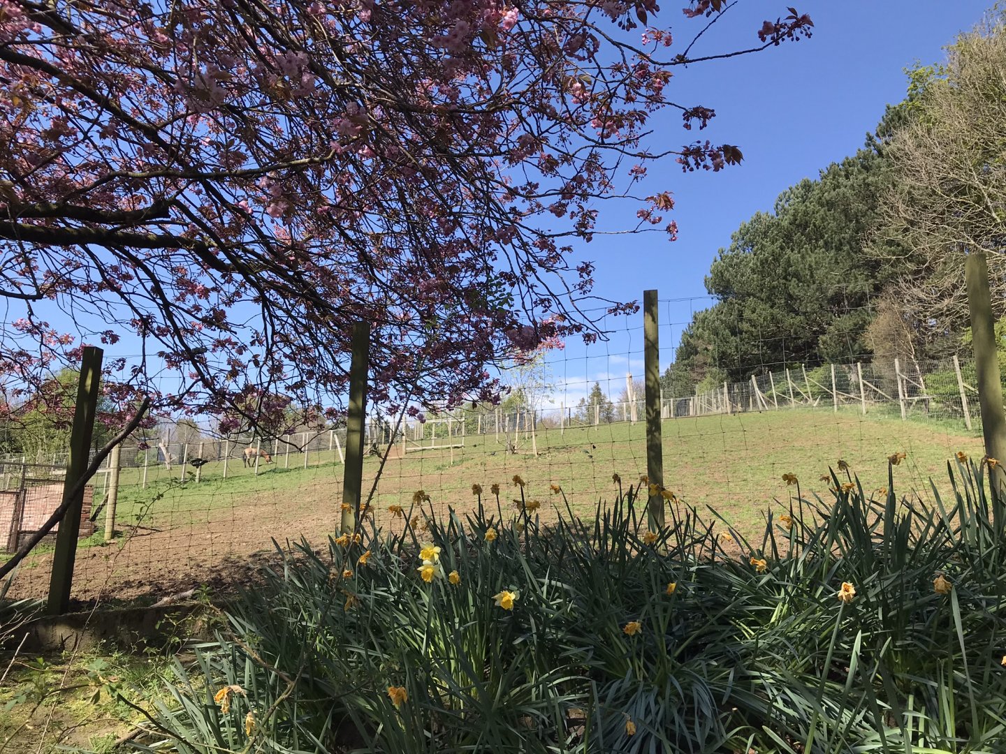 Prezwalski’s wild horse enclosure