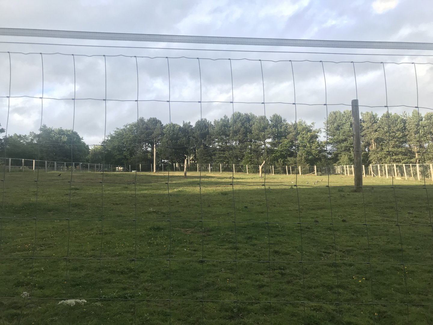 Prezwalski’s wild horse enclosure