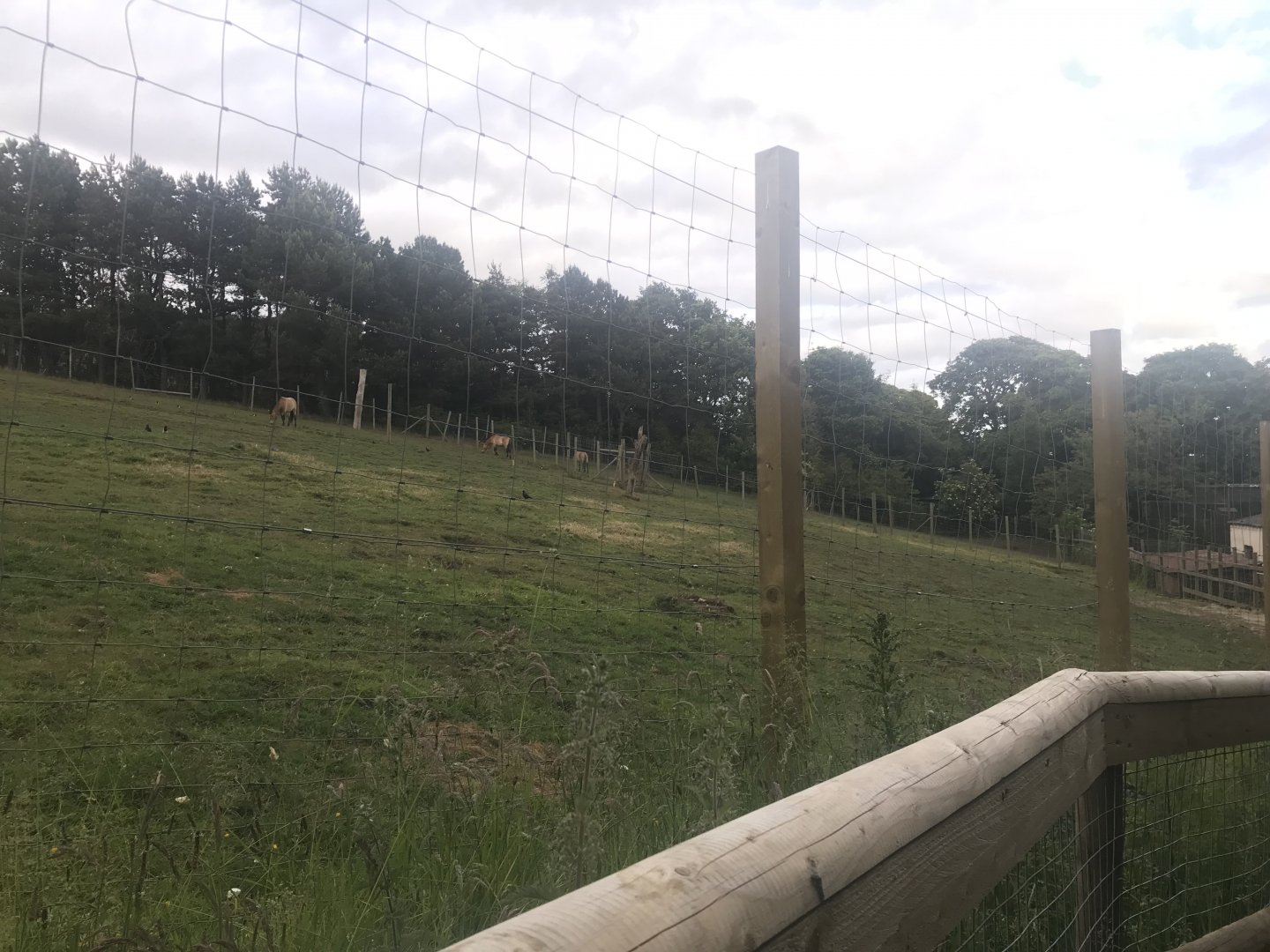 Prezwalski’s wild horse enclosure