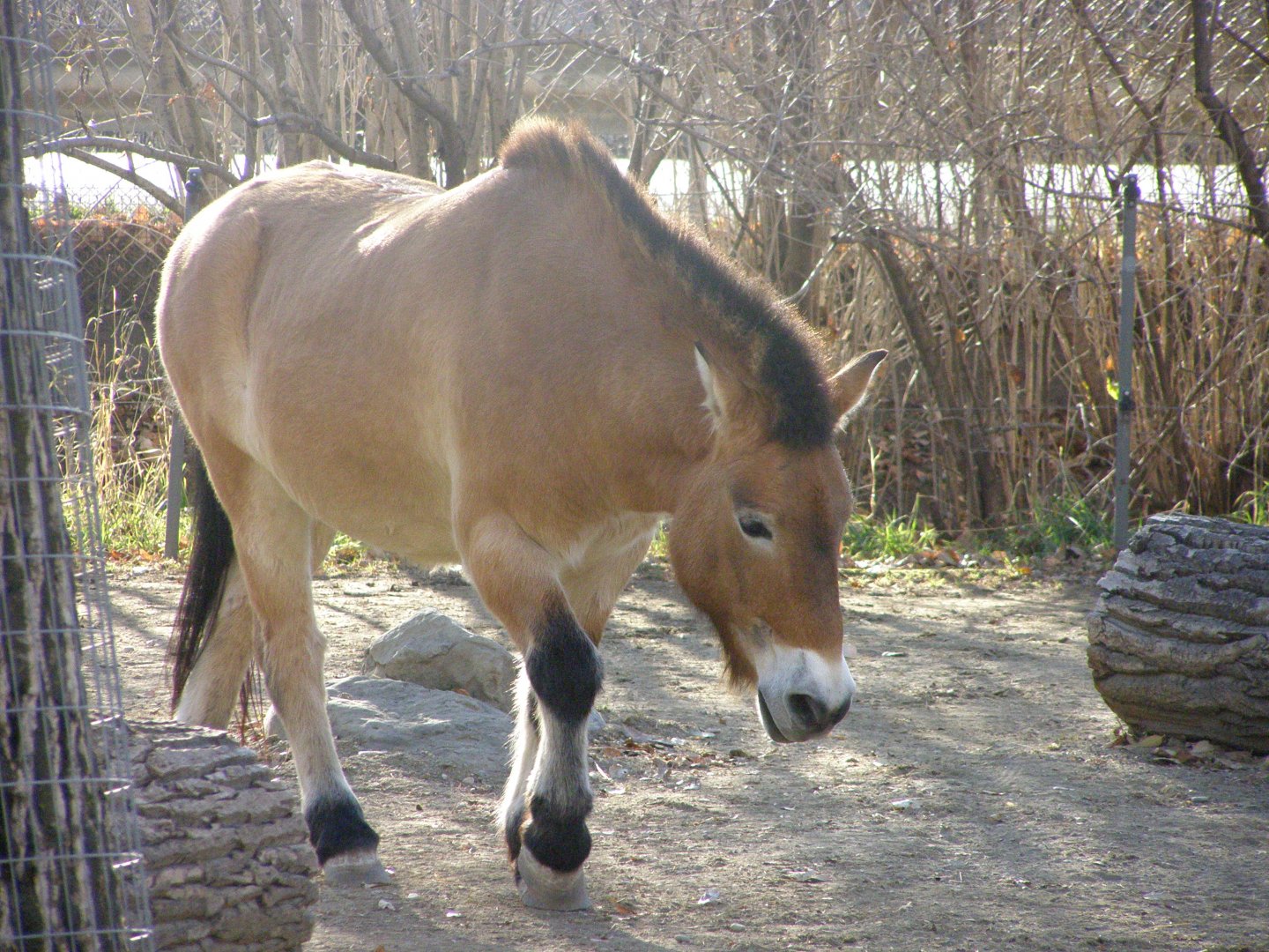 Prezwalski's Wild Horse from 2008