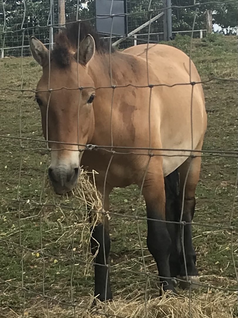Prezwalski’s wild horse