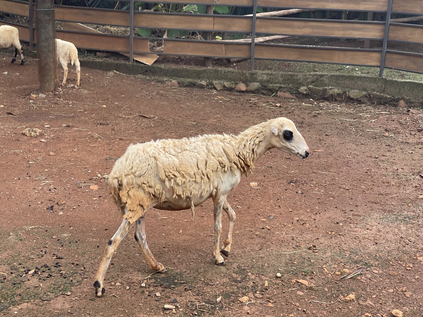 priangan sheep (ovis aries) - aviary park