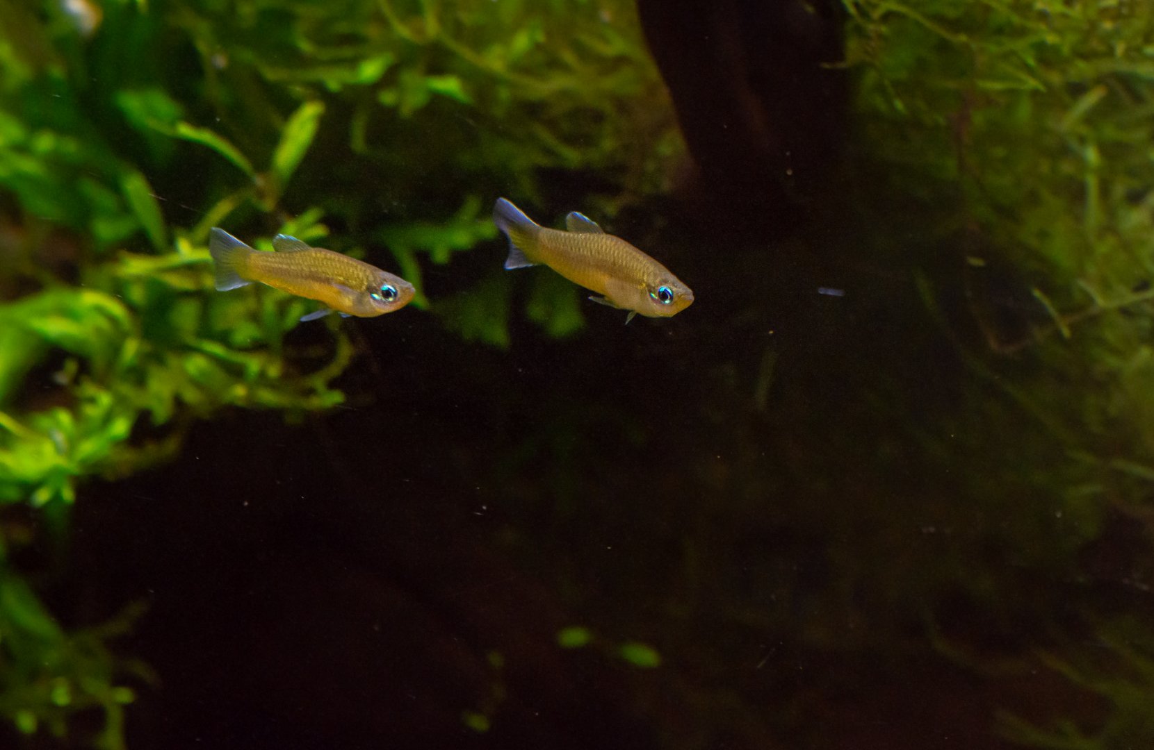 Priapella intermedia? - Zoo Plzeň