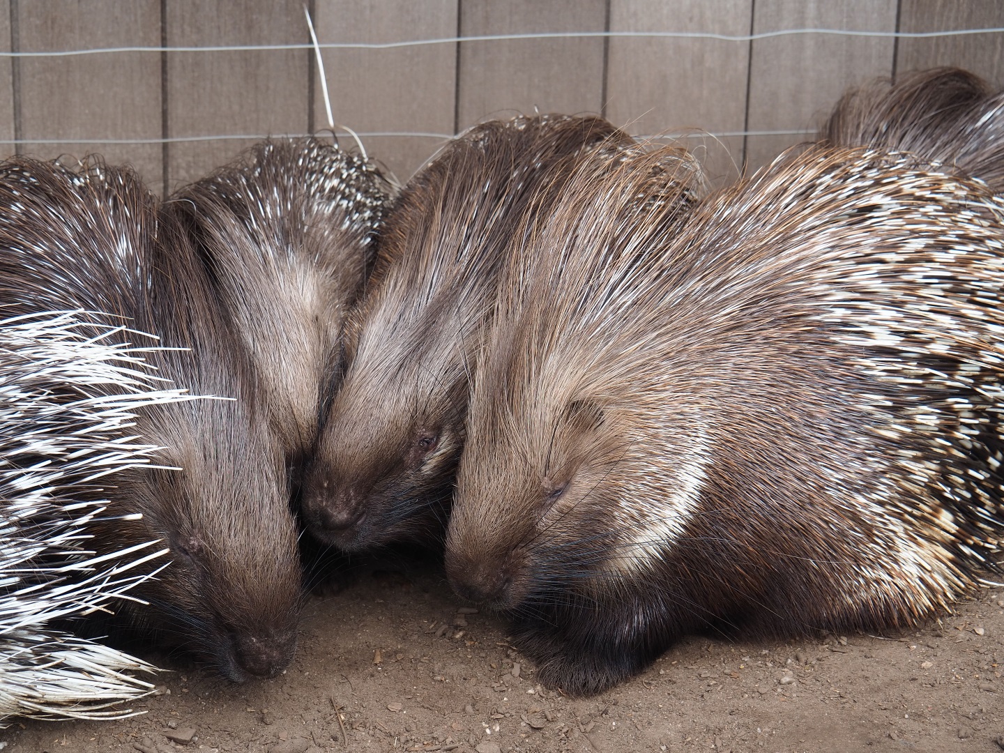 Prickle of Indian crested porcupines (Hystrix indica), 2019-04-06