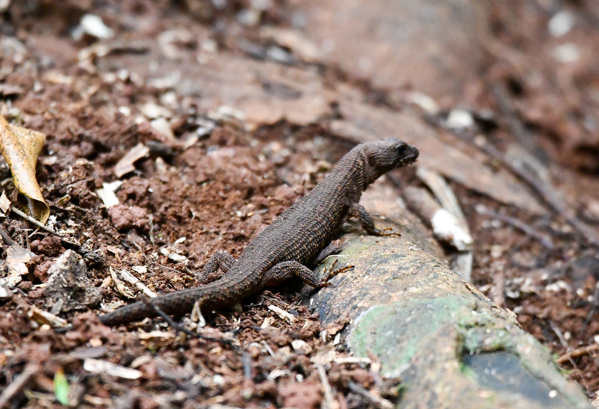Prickly Forest Skink, Gnypetoscincus queenslandiae
