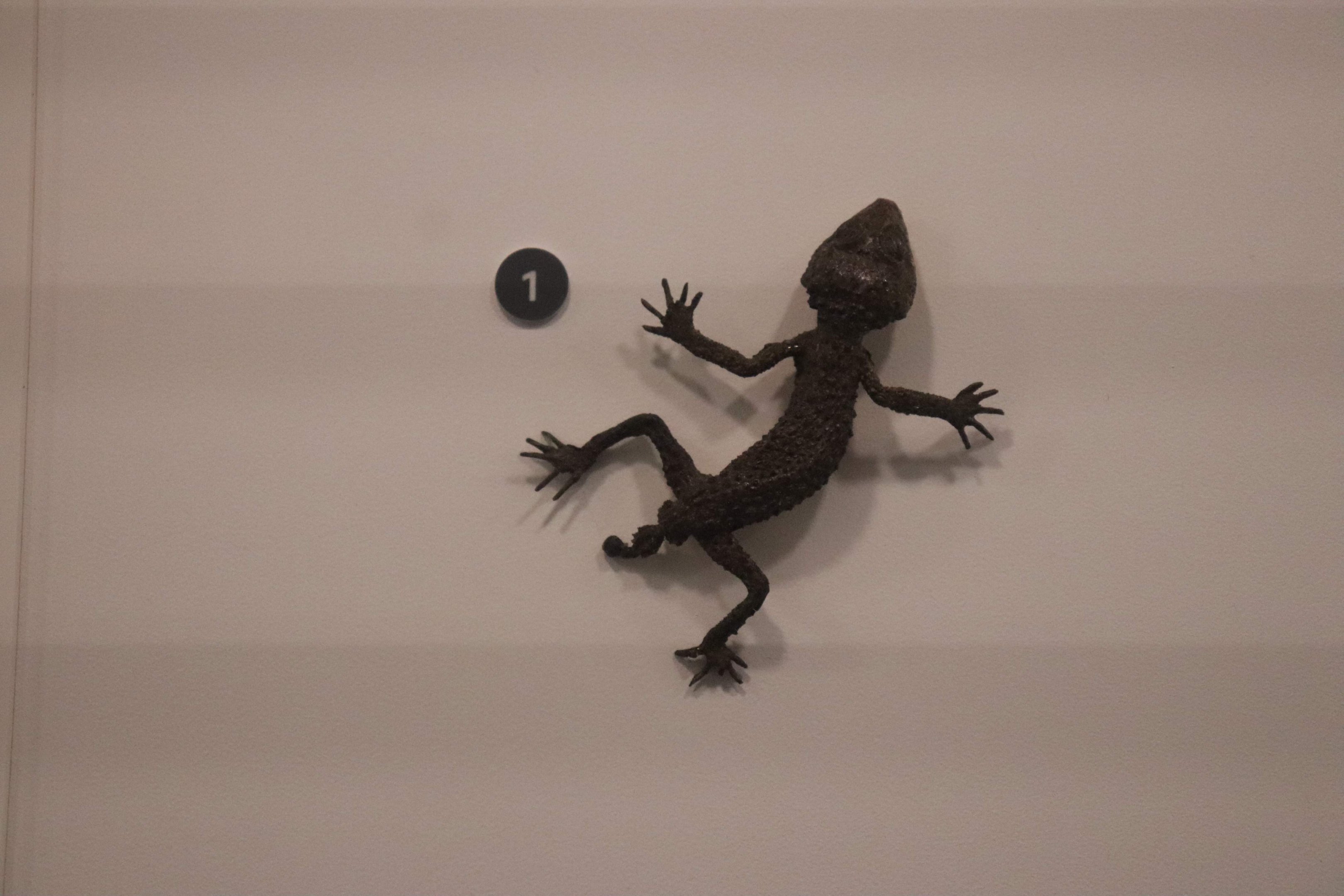 Prickly Knob-tailed Gecko (Nephrurus asper)