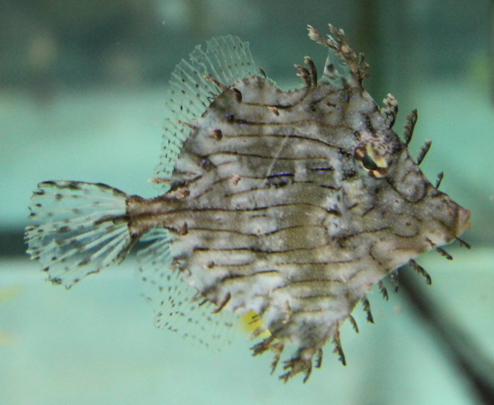 Prickly leather-jacket