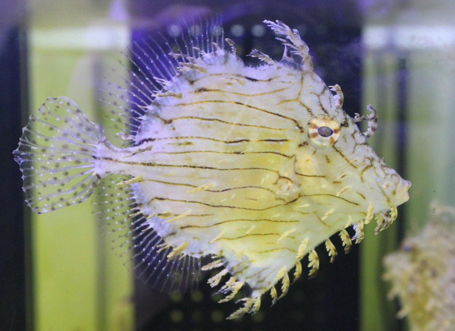 Prickly leatherjacket - Chaetodermis penicilligerus