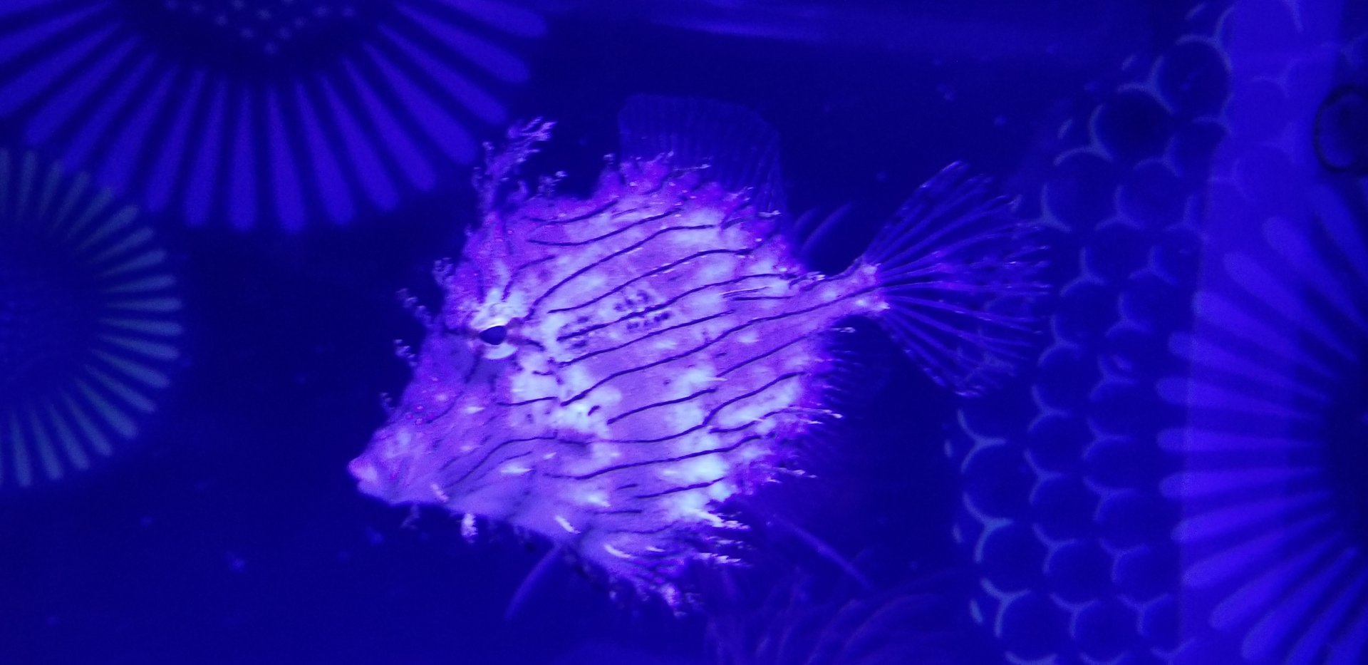 Prickly Leatherjacket (Chaetodermis penicilligerus)