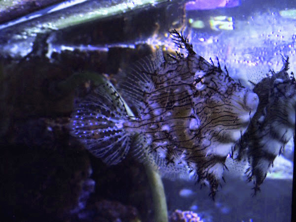 Prickly leatherjacket (Chaetodermis penicilligerus)