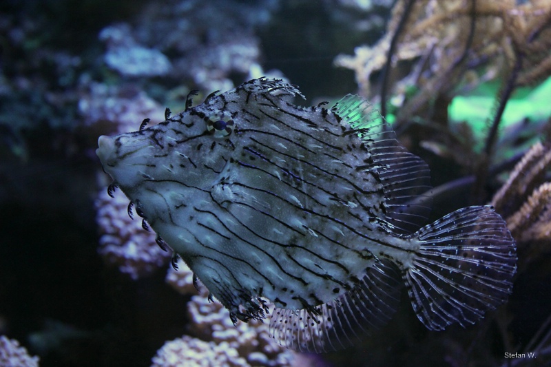 Prickly leatherjacket