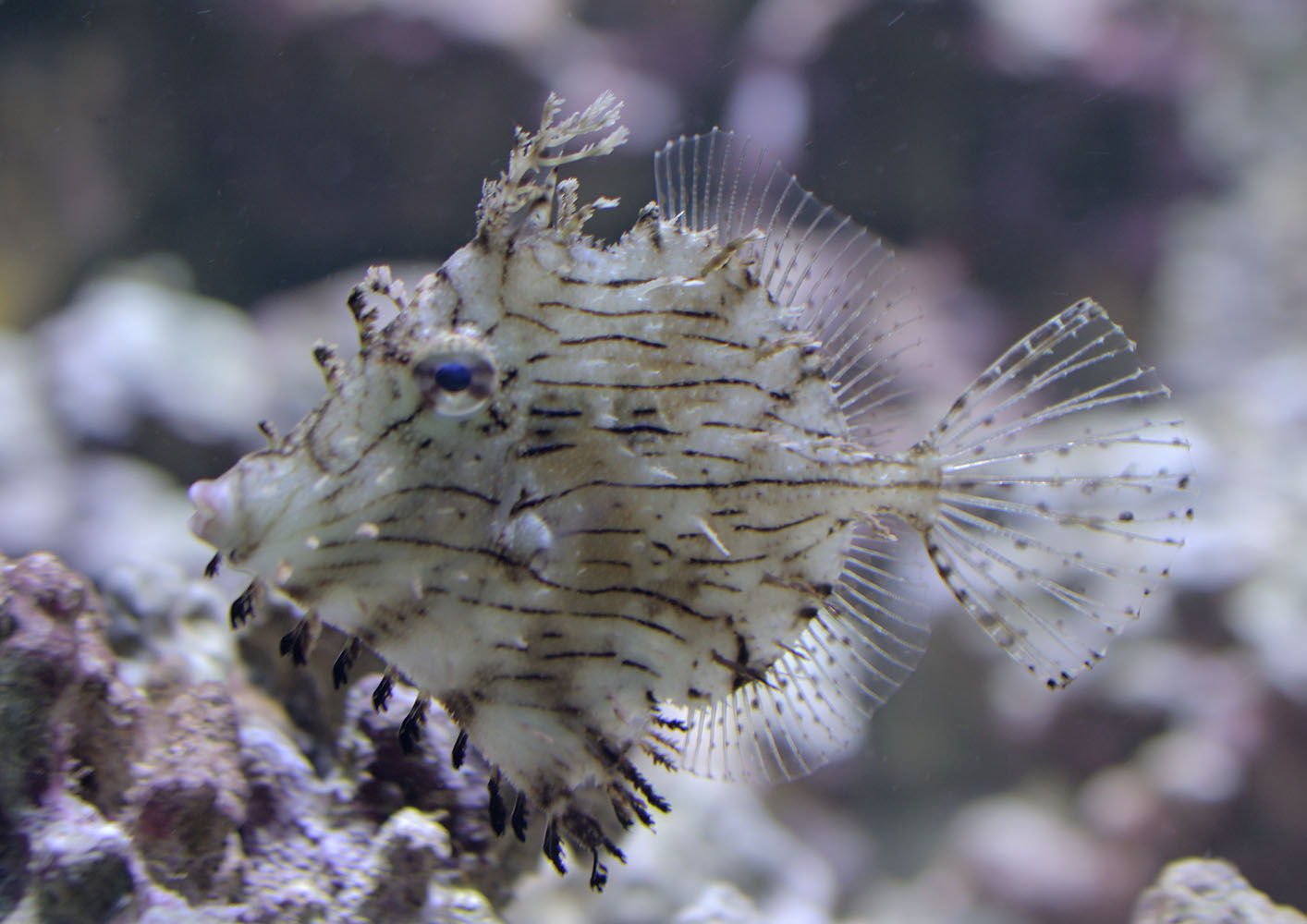 Prickly leatherjacket