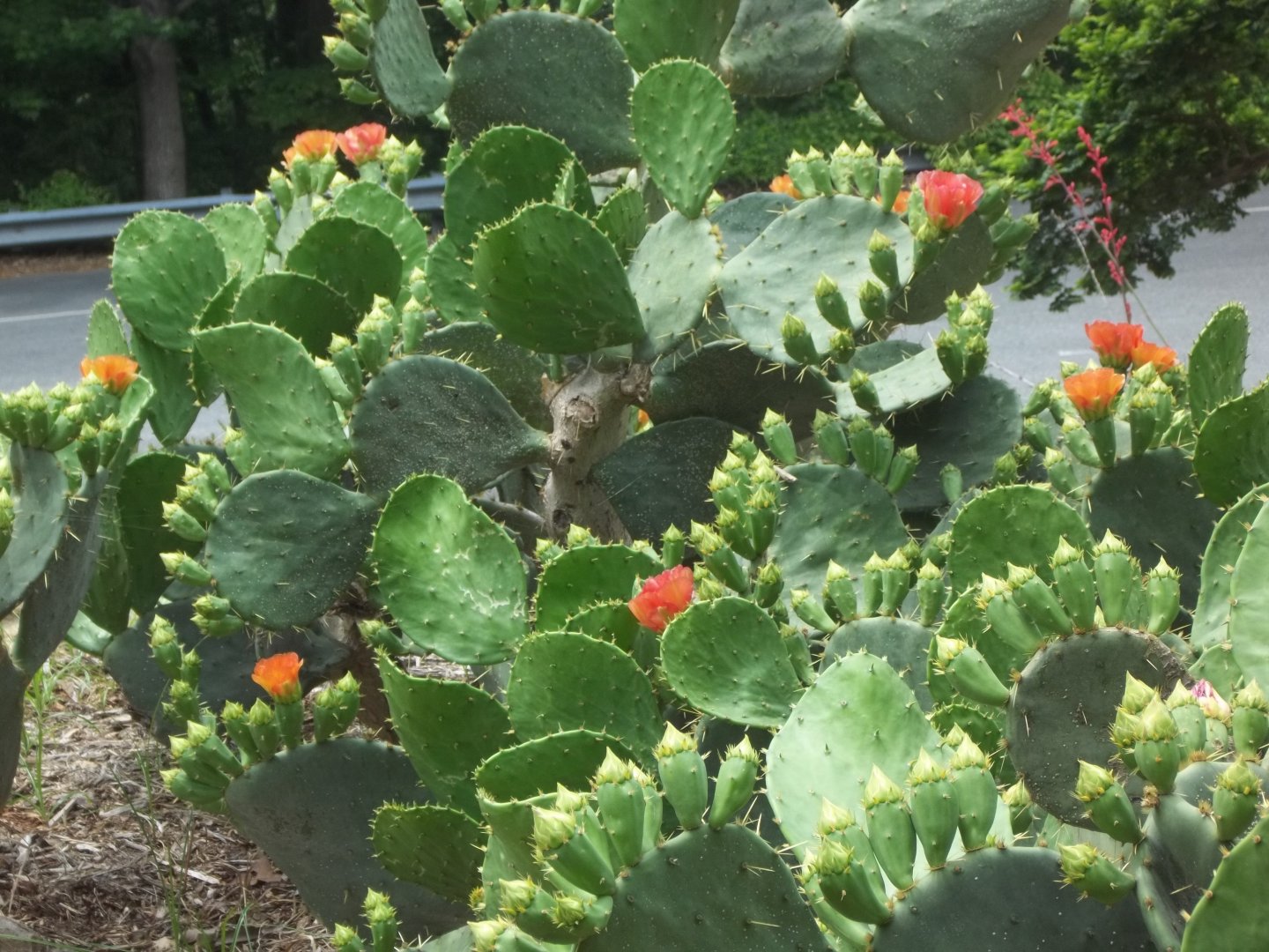 Prickly Pears