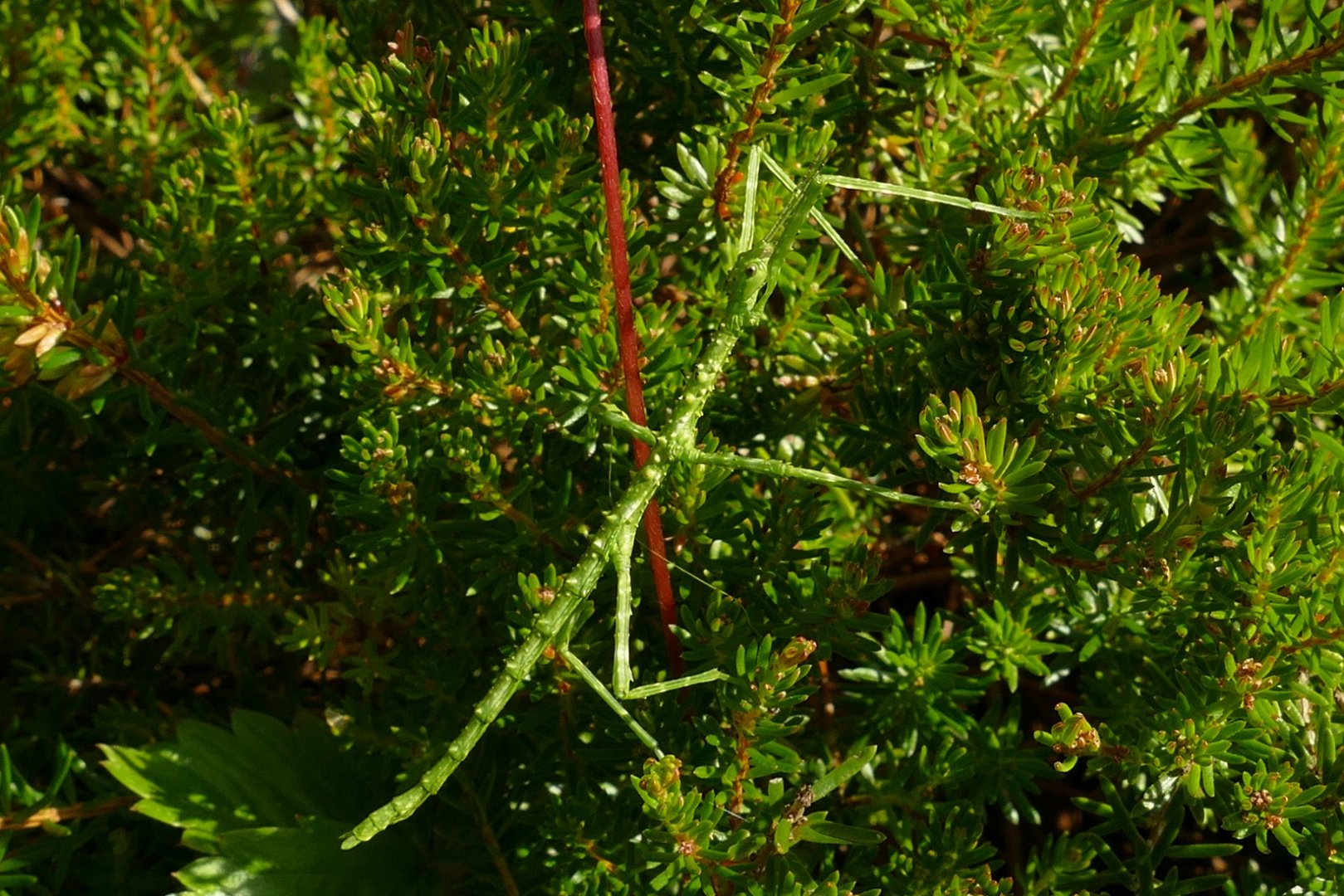 Prickly Stick Insect, Paignton, July 2021