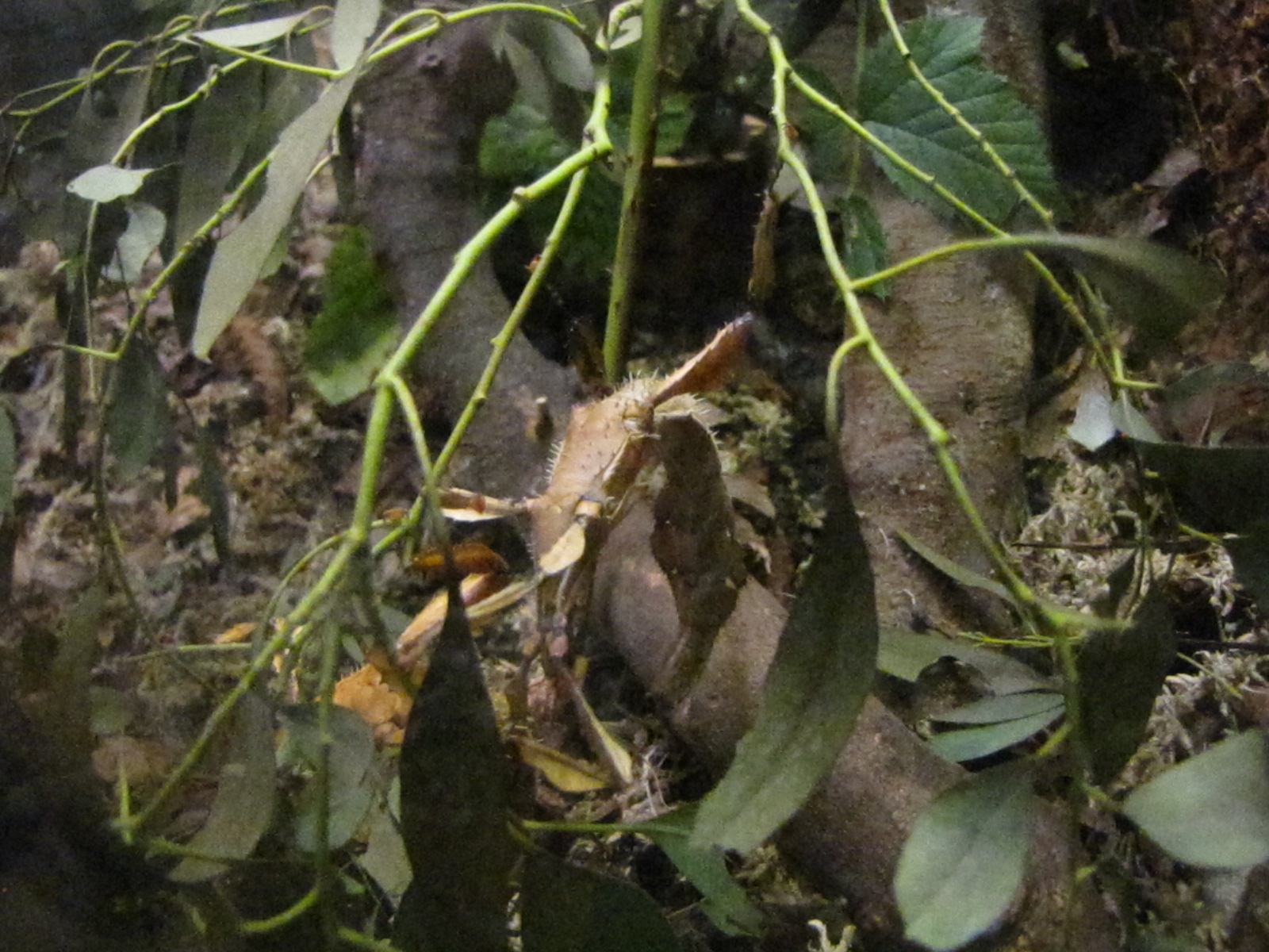Prickly Stick Insect