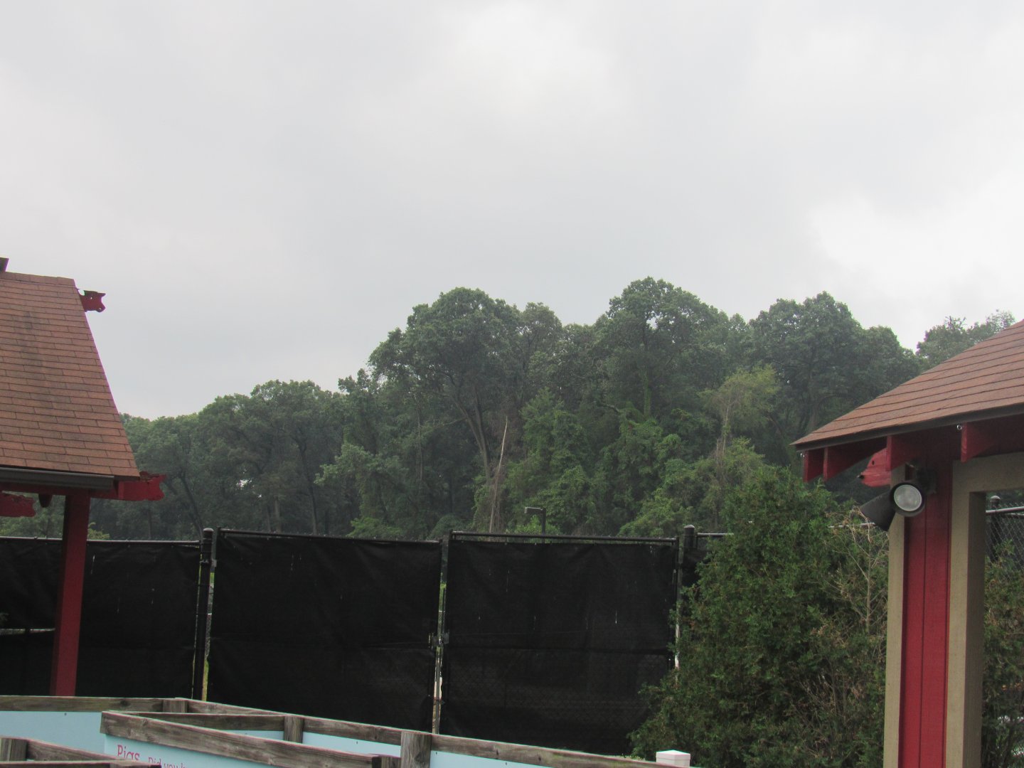 Pride of Africa Construction - More Tree Removal